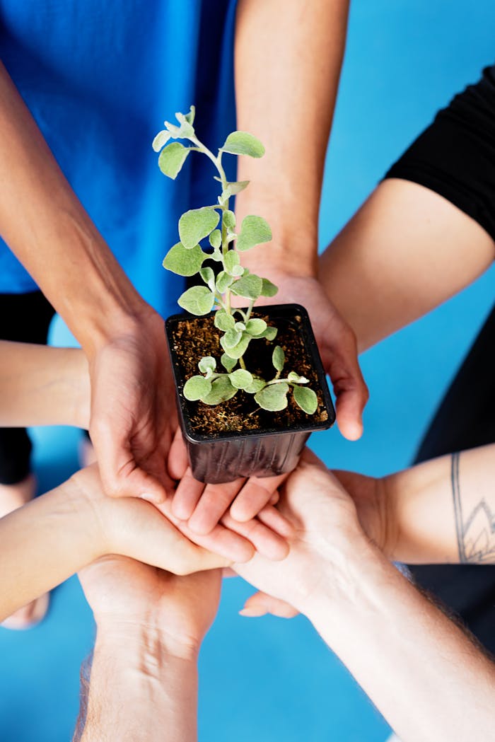 Close-up of multiple hands holding a small plant in a pot, symbolizing teamwork and growth.